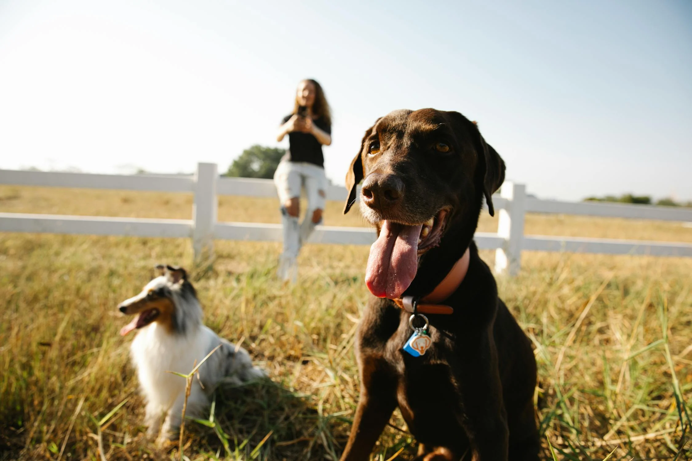 app para treinar cachorro